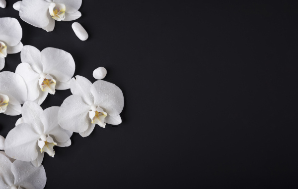 Нежные белые орхидеи с камнями на черном фоне
