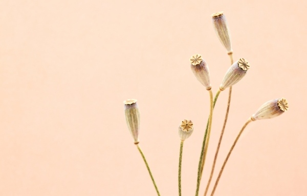 Высушенные отцветшие цветы на бежевом фоне