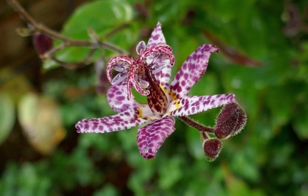 Экзотический пятнистый цветок орхидеи