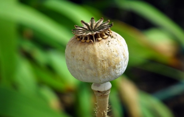 Отцветший мак крупным планом 