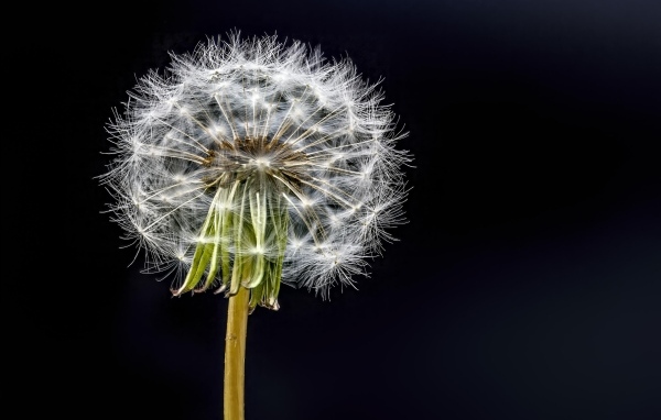 Отцветший белый одуванчик на черном фоне
