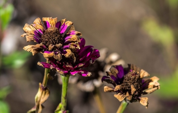 Отцветшие цветы циннии 