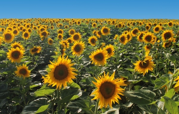 Поле больших цветущих подсолнухов под голубым небом