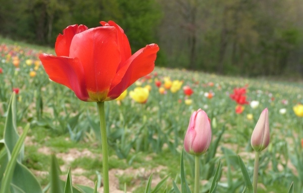 Поле с разноцветными тюльпанами в начале весны
