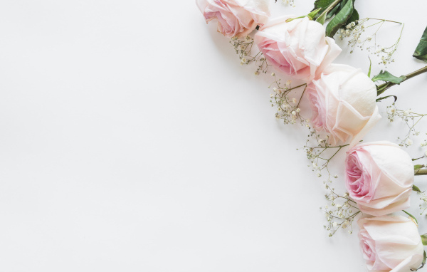 Пять розовых роз с гипсофилой на белом фоне