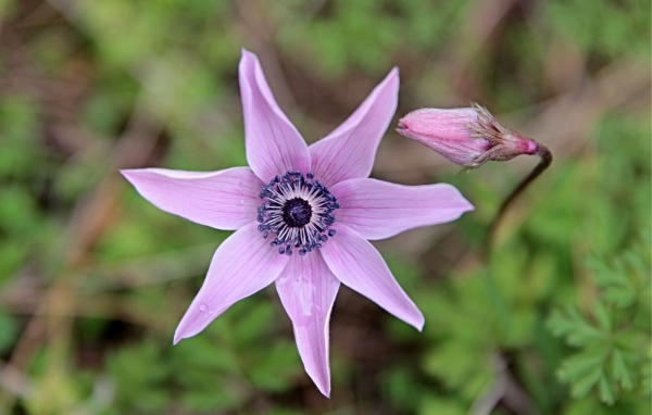 Лесной цветок анемона с бутоном крупным планом