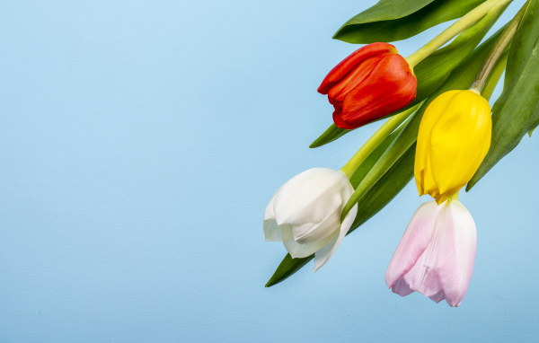 Четыре тюльпана на голубом фоне