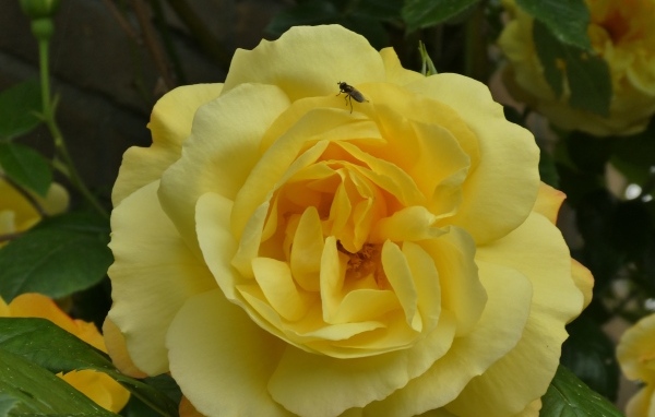 Ароматная садовая желтая роза с мухой