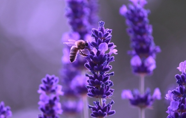Ароматные фиолетовые цветы полевой лаванды