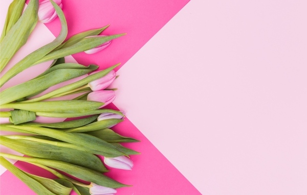 Свежие тюльпаны на нежном розовом фоне