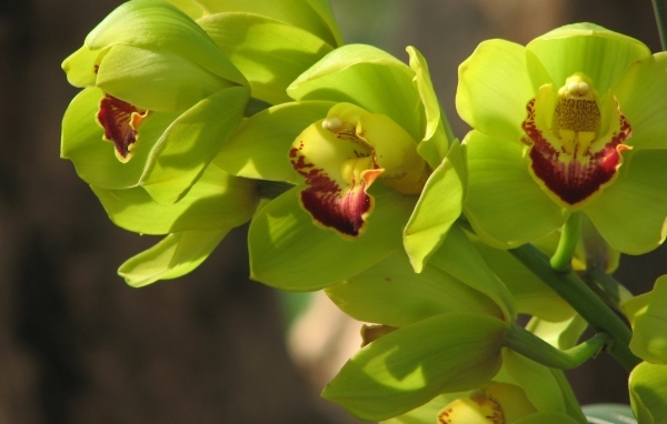Зеленые цветы орхидеи крупным планом