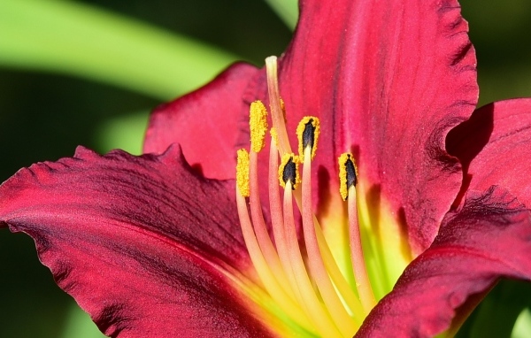 Большие бордовые лепестки лилейника