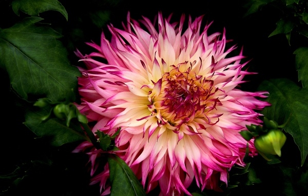 Крупная розовая георгина на клумбе