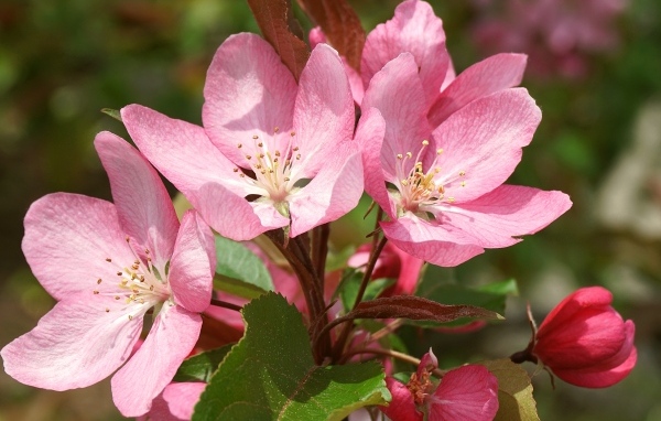 Крупные розовые цветы на ветке