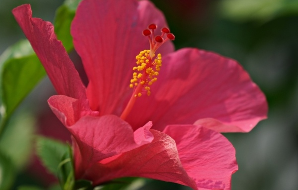 Большой розовый гибискус крупным планом