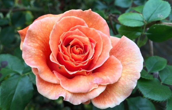 Большая розовая роза на клумбе