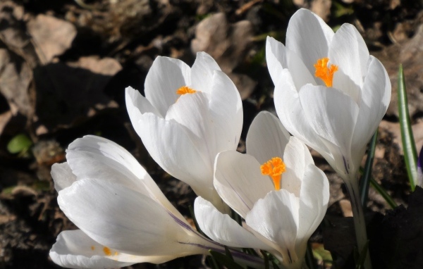 Крупные белые крокусы весной на клумбе