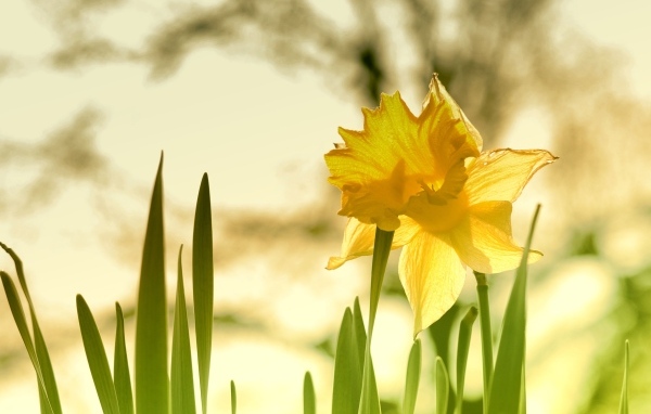 Крупный желтый цветок нарцисса
