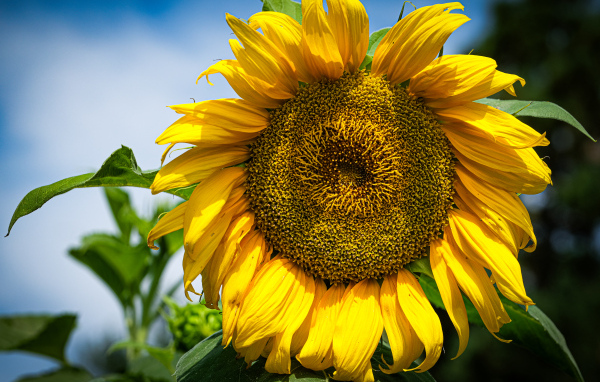 Большой желтый подсолнух на фоне голубого неба