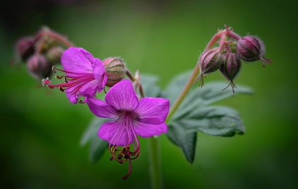 Сиреневые садовые цветы на зеленом фоне