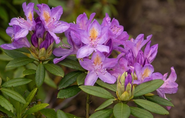 Сиреневые цветы рододендрона крупным планом
