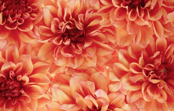 Много оранжевых георгин крупным планом