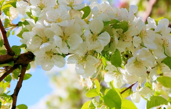 Пышная цветущая ветка яблони