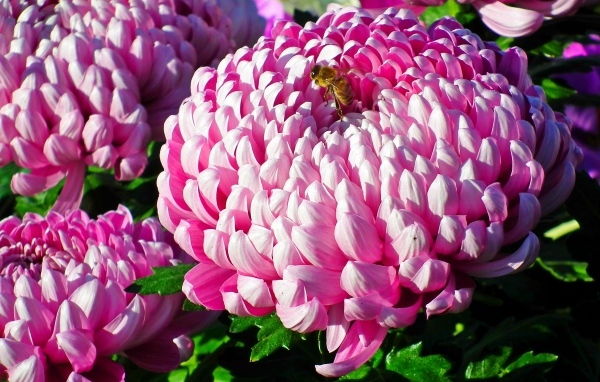 Пышные крупные розовые цветы хризантемы