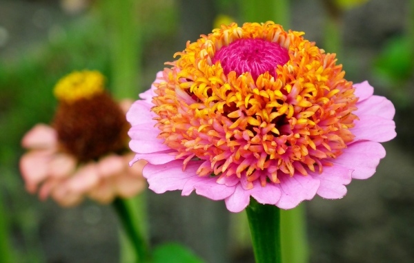 Пышный розовый цветок циннии 