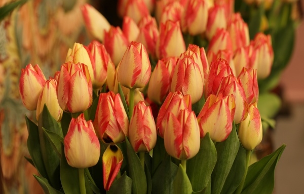 Много оранжевых тюльпанов крупным планом