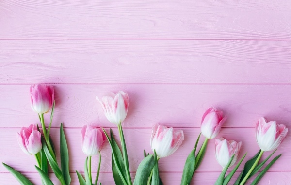 Много тюльпанов на розовом фоне