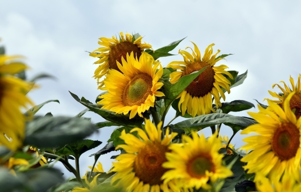 Много желтых подсолнухов на поле летом