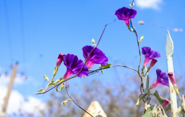 Цветы ипомея на фоне голубого неба