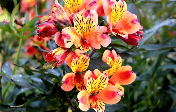 Оранжевые цветы альстромерия крупным планом