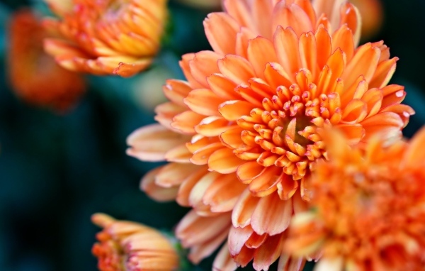 Оранжевые хризантемы на ветке крупным планом