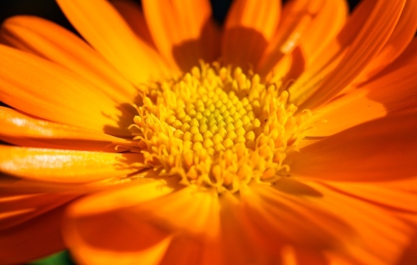 Оранжевый цветок георгина крупным планом