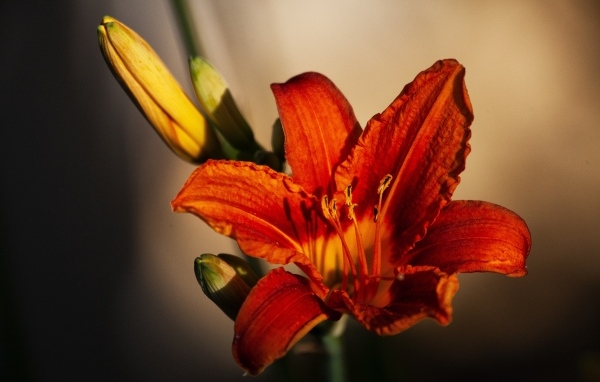 Оранжевый цветок лилейника с бутоном крупным планом