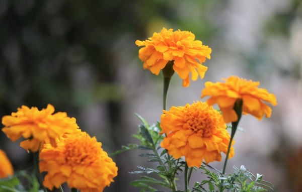 Оранжевые садовые цветы бархатцы