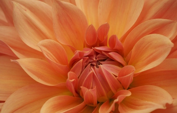 Оранжевый крупный цветок георгина крупным планом