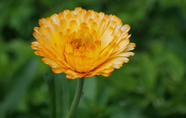 Оранжевый цветок ноготки крупным планом