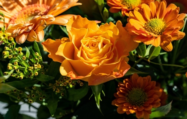 Оранжевые розы и хризантемы крупным планом