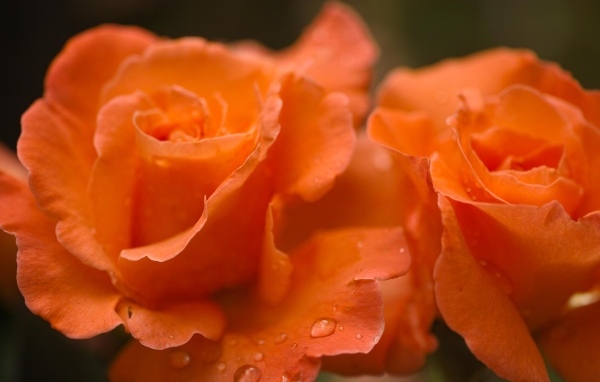 Оранжевые розы с каплями дождя на лепестках