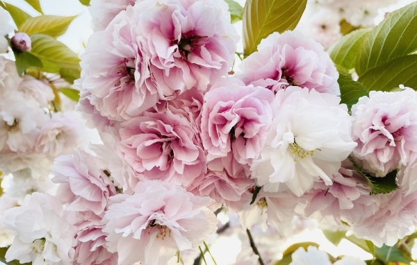 Розовые и белые цветы луизеания крупным планом