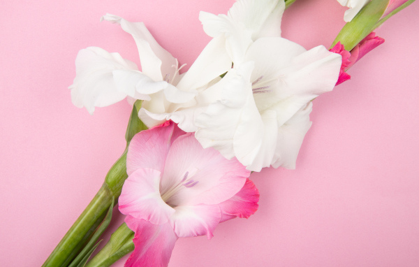 Розовые и белые цветы гладиолуса на розовом фоне
