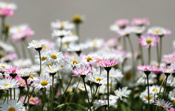 Розовые и белые мелкие цветы маргаритки