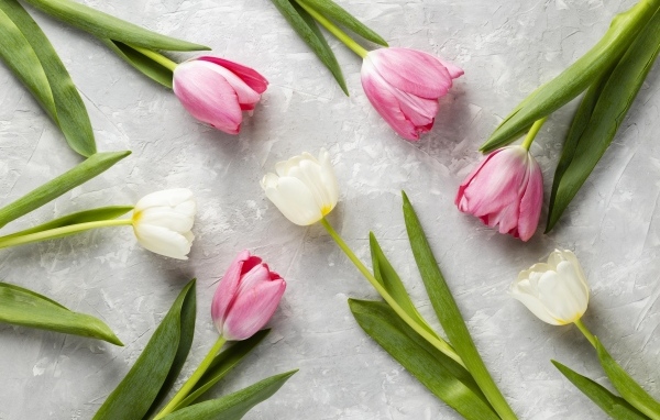 Розовые и белые тюльпаны на сером столе крупным планом
