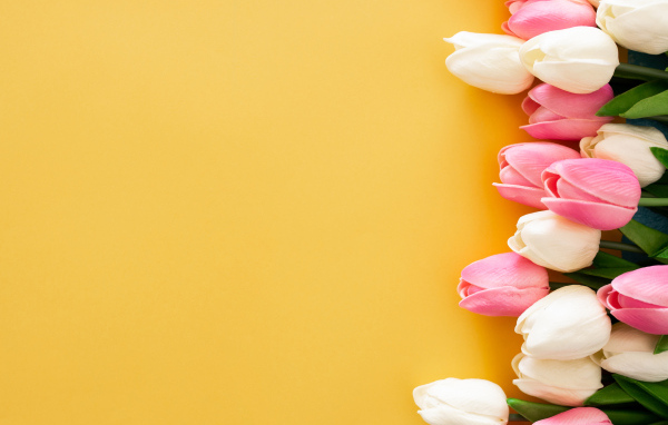 Розовые и белые тюльпаны на желтом фоне, шаблон для открытки