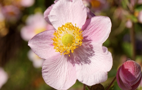 Розовый цветок анемона с бутоном крупным планом