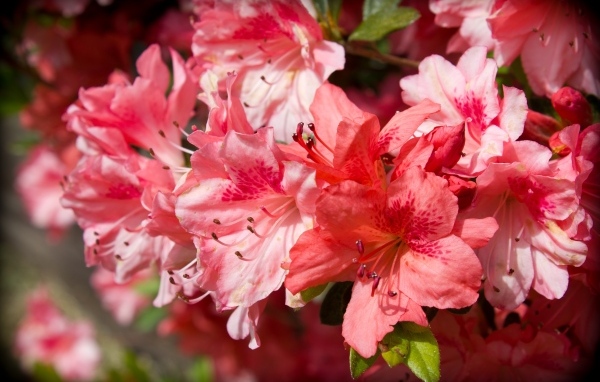 Розовые цветы азалия крупным планом
