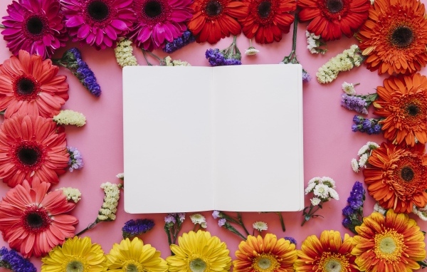 Розовый фон с герберами и белым листом для открытки